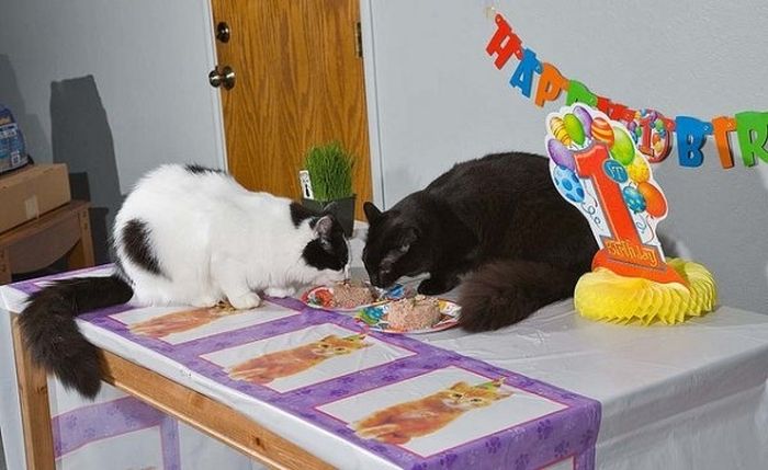 Animal Parties (31 pics)