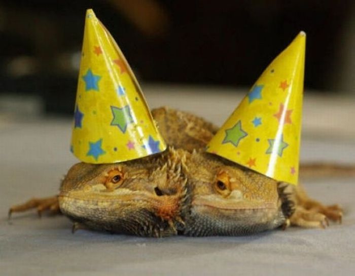 Animal Parties (31 pics)
