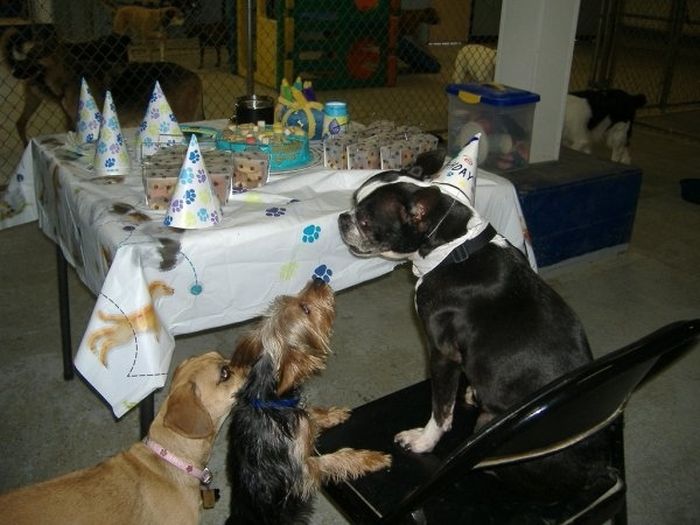 Animal Parties (31 pics)