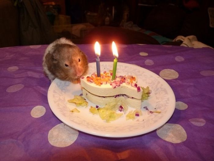 Animal Parties (31 pics)