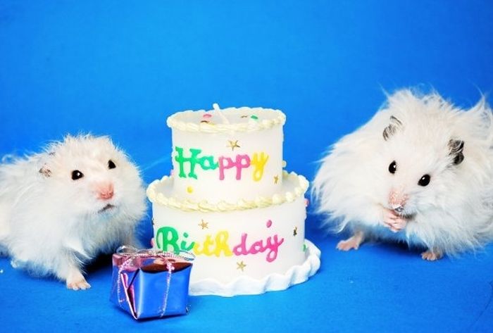 Animal Parties (31 pics)