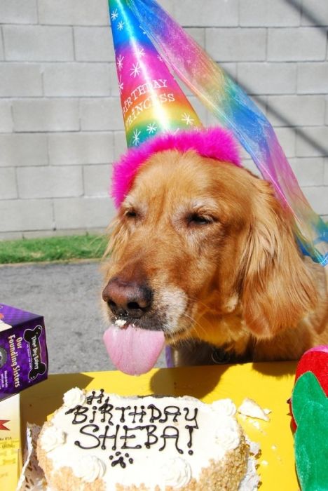 Animal Parties (31 pics)