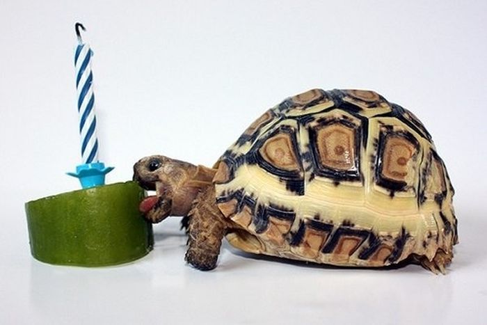 Animal Parties (31 pics)