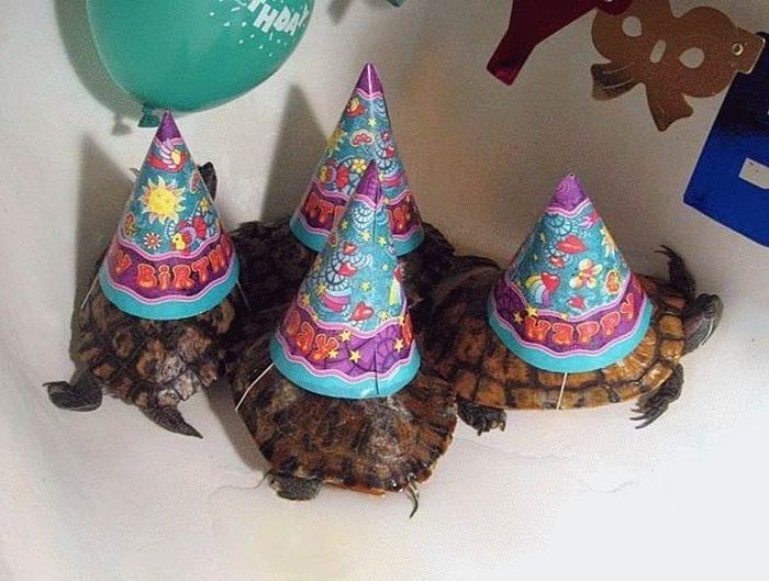 Animal Parties (31 pics)