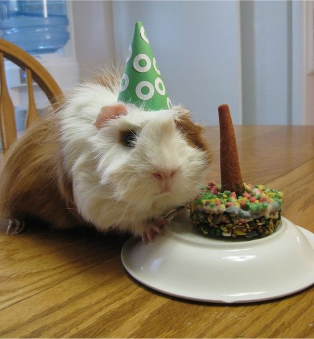 Animal Parties (31 pics)