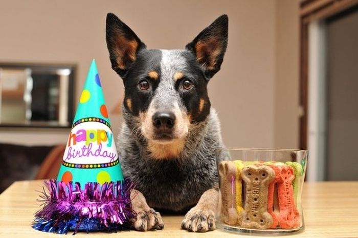 Animal Parties (31 pics)