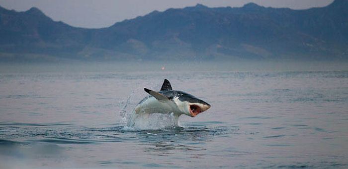 Hunting Sharks (25 pics)