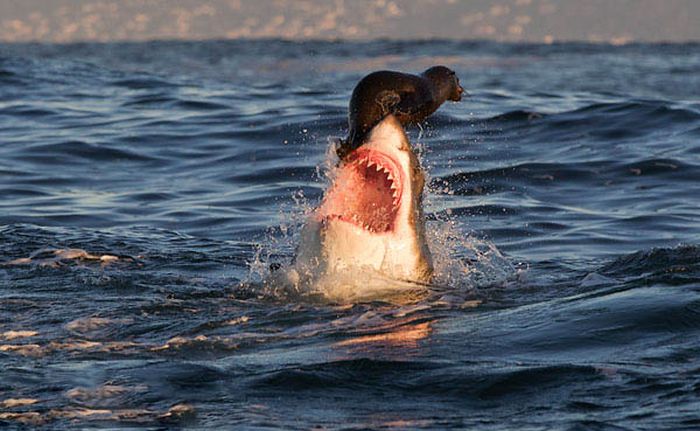 Hunting Shark 2023: Hungry Sea Monster free