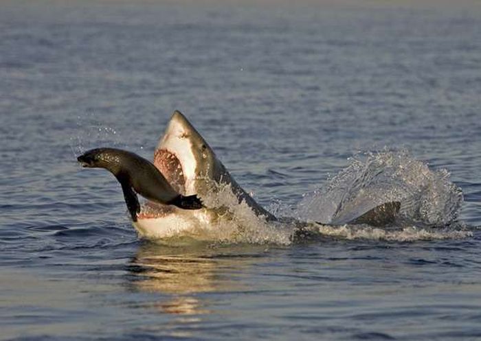 Hunting Sharks (25 pics)