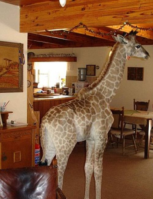 Pet Giraffe (10 pics)