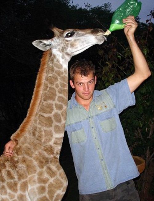 Pet Giraffe (10 pics)