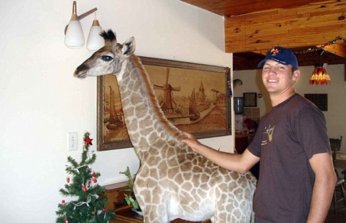 Pet Giraffe (10 pics)