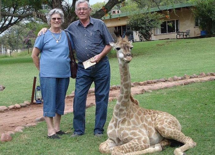 Pet Giraffe (10 pics)