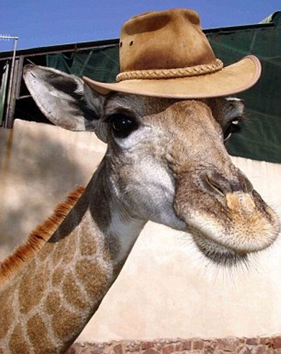 Pet Giraffe (10 pics)