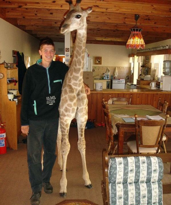 Pet Giraffe (10 pics)