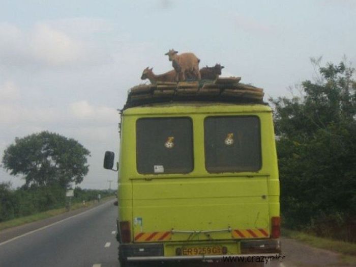 Only in Africa (30 pics)