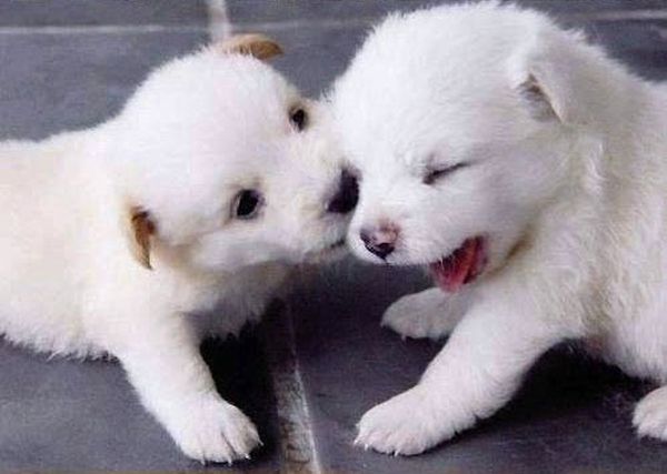Cute Puppies (42 pics)