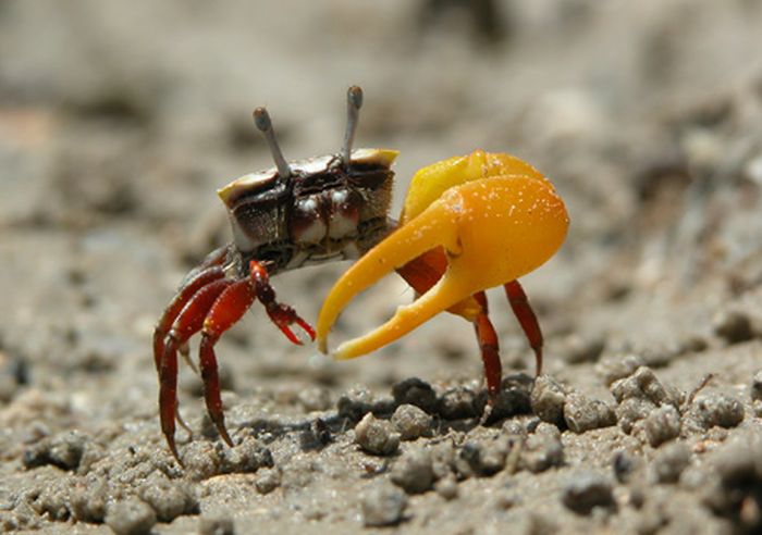 Acid Picdump (93 pics)