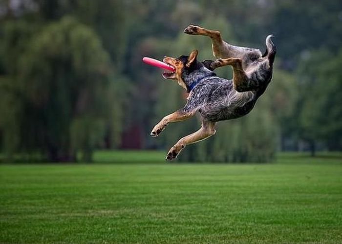 Dogs Catching Frisbees (20 pics)
