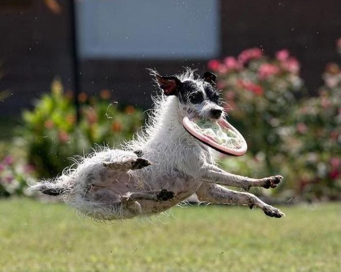 Dogs Catching Frisbees (20 pics)