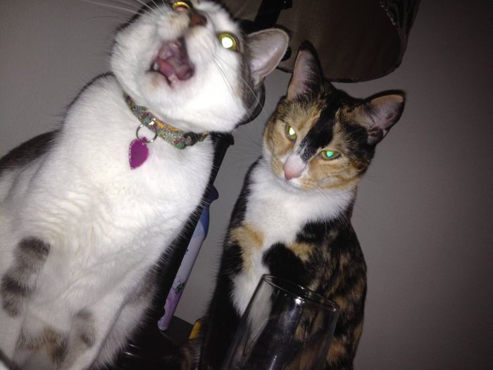Ninja Cats (21 pics)