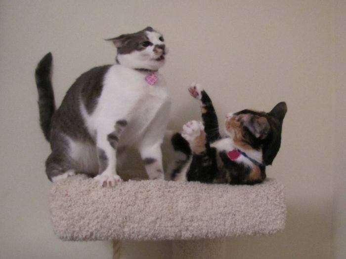 Ninja Cats (21 pics)