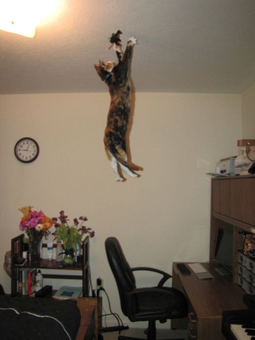 Ninja Cats (21 pics)