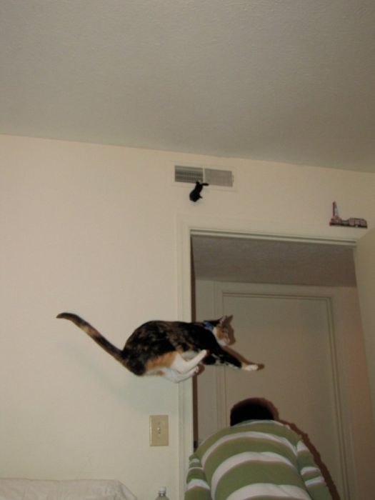 Ninja Cats (21 pics)