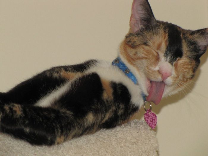 Ninja Cats (21 pics)