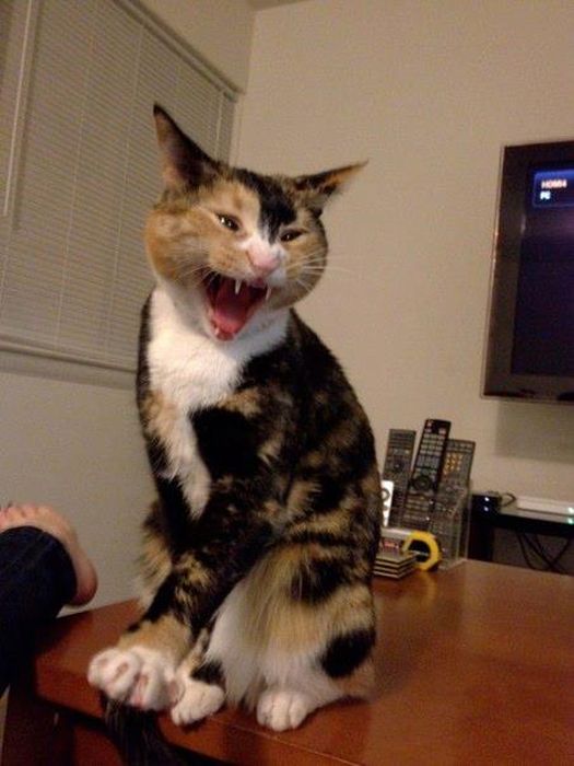 Ninja Cats (21 pics)