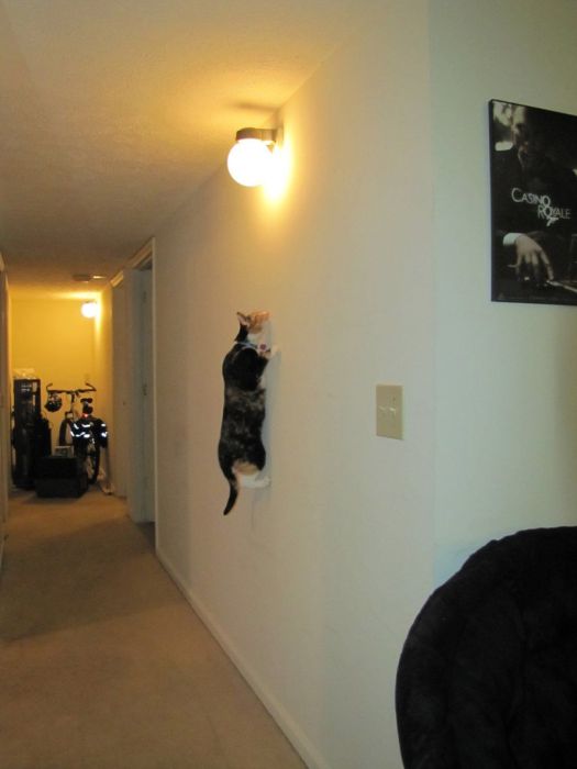 Ninja Cats (21 pics)