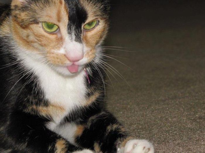 Ninja Cats (21 pics)