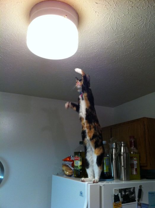 Ninja Cats (21 pics)