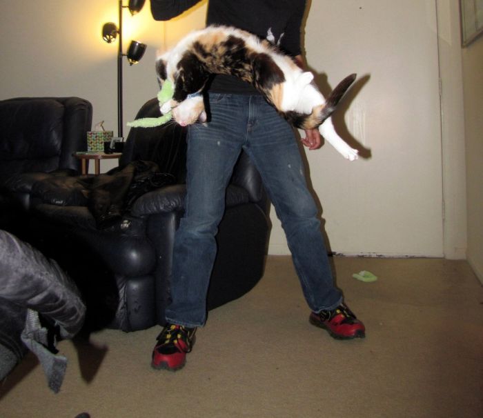 Ninja Cats (21 pics)