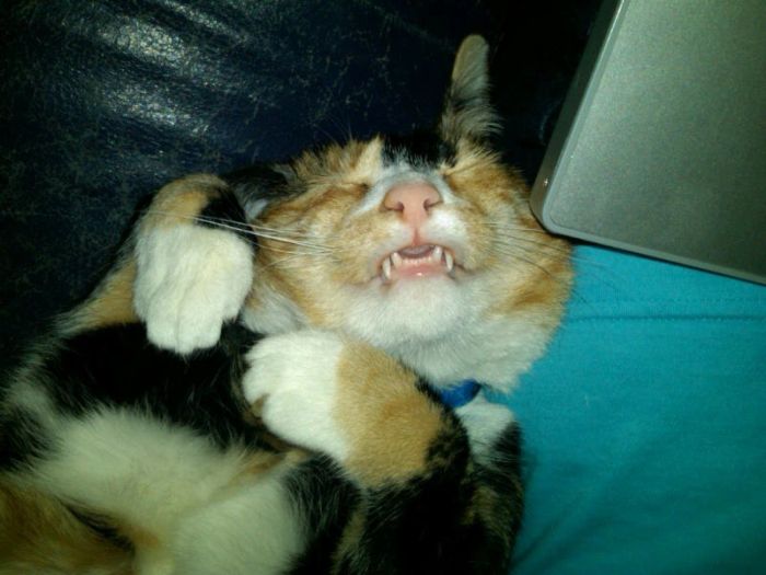 Ninja Cats (21 pics)