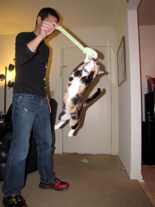 Ninja Cats (21 pics)