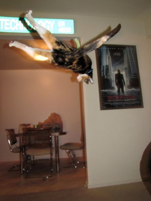 Ninja Cats (21 pics)