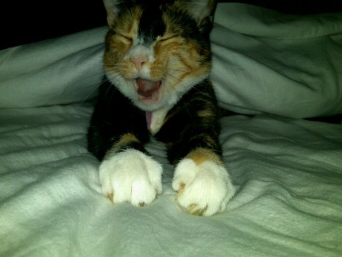 Ninja Cats (21 pics)