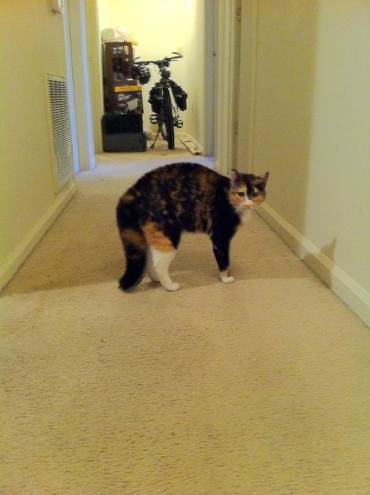 Ninja Cats (21 pics)