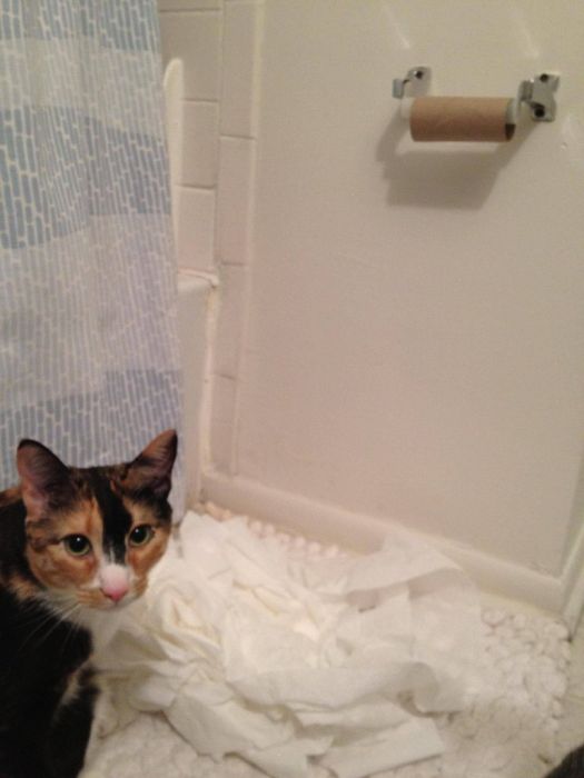 Ninja Cats (21 pics)