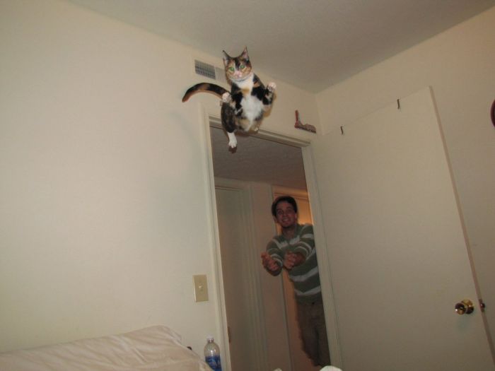 Ninja Cats (21 pics)
