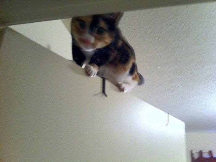 Ninja Cats (21 pics)