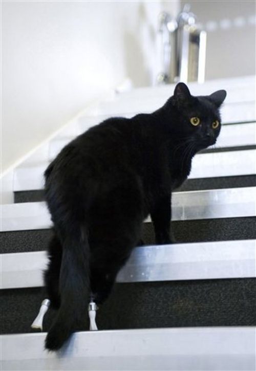Cat with Prosthetic Legs (10 pics)