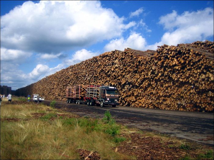 Byholma - World's Largest Timber Storage (6 pics)