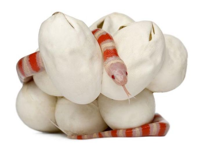 Baby Milk Snake Hatches from Egg (13 pics)