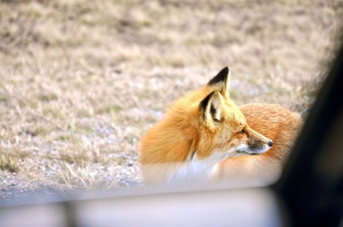 Hungry Fox (5 pics)