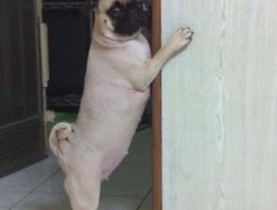 Funny Ashamed Pug Busted For Stealing From the Table