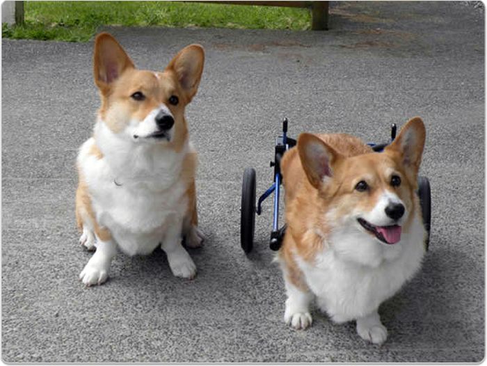 Handicapped Dogs (21 pics)