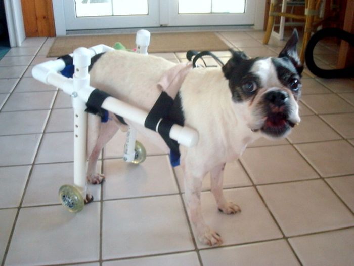 Handicapped Dogs (21 pics)