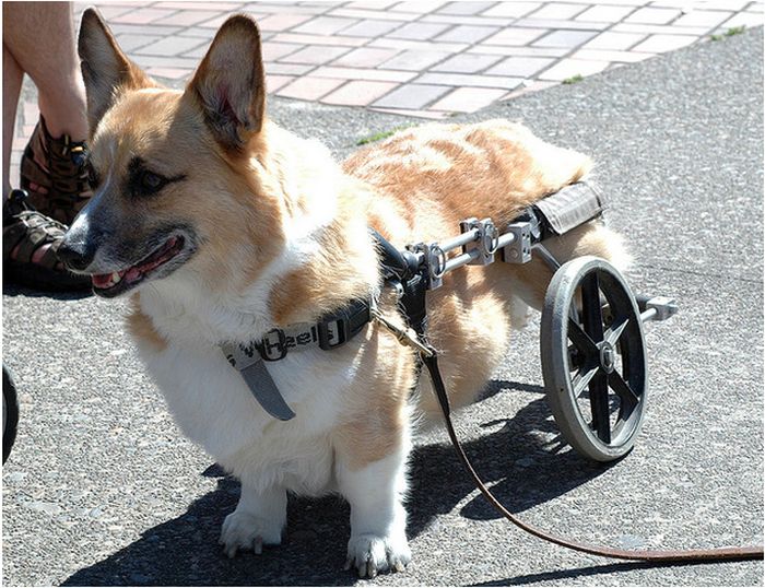 Handicapped Dogs (21 pics)